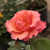 Różowy  - Angielska róża - Mrs. Doreen Pike